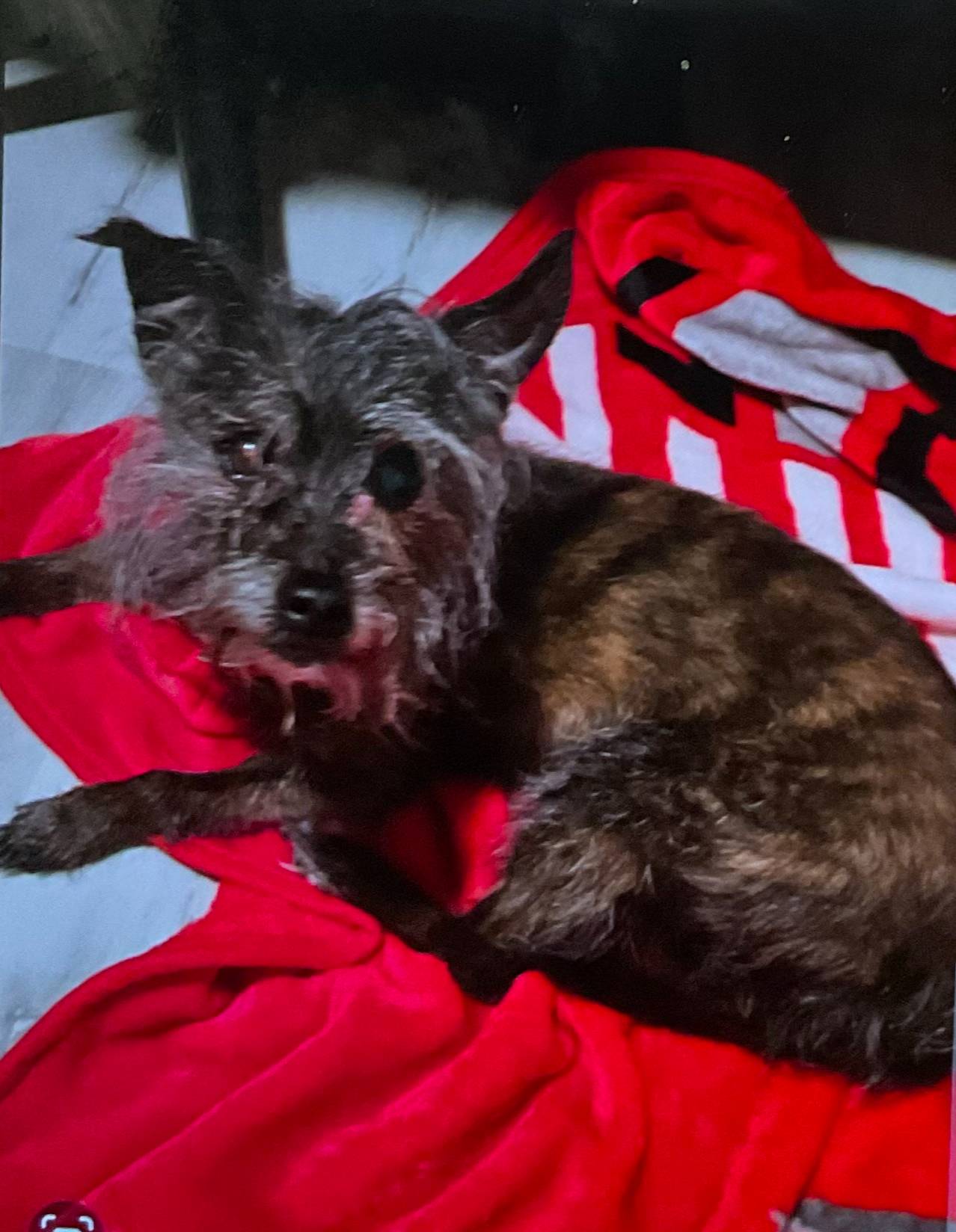 pet-fbi-report-id-614403-for-a-found-dog-petfbi-pets-found-by