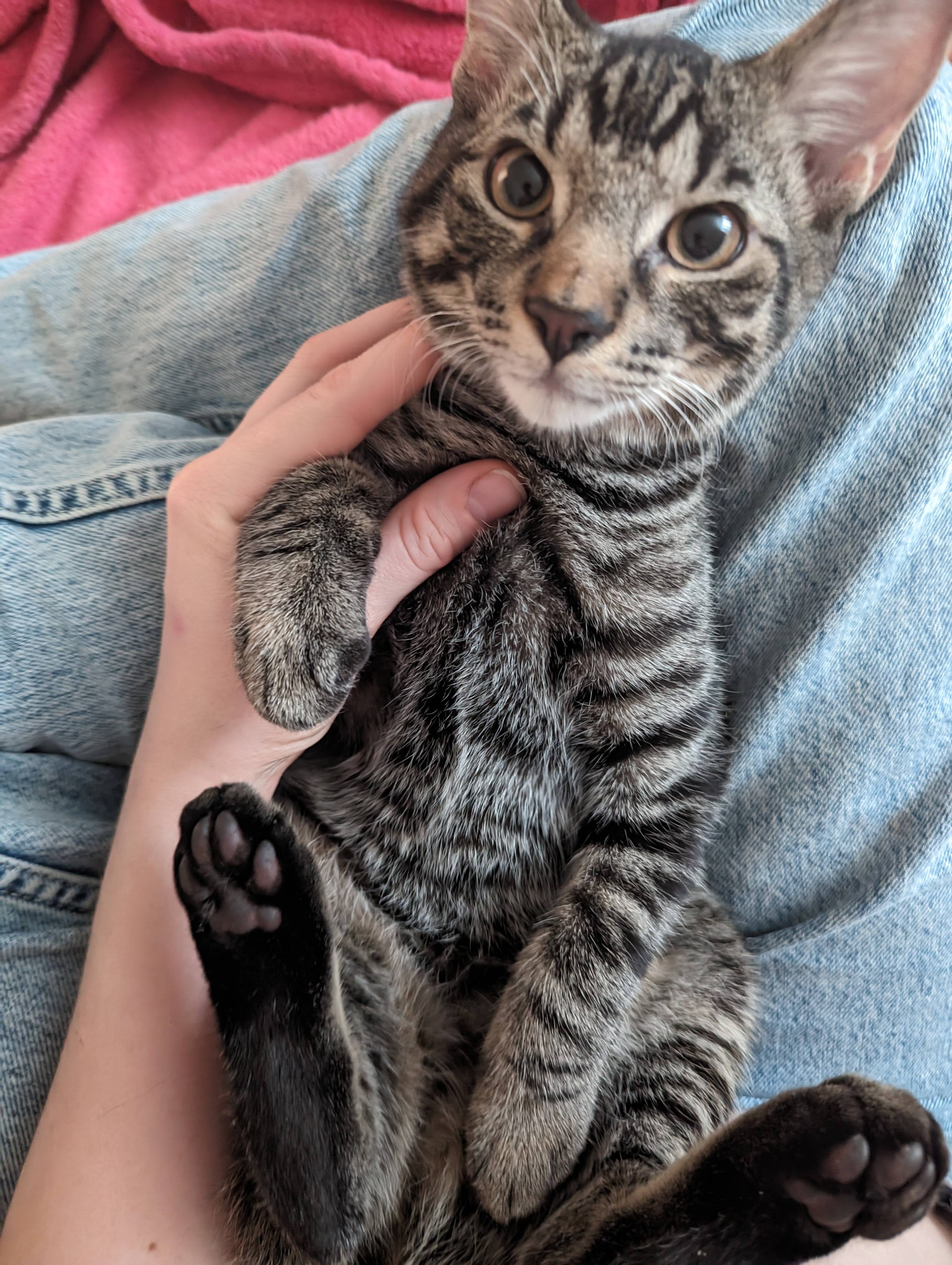 Cincinnati Craigslist Org Pets 43 - 1bdb5zp
