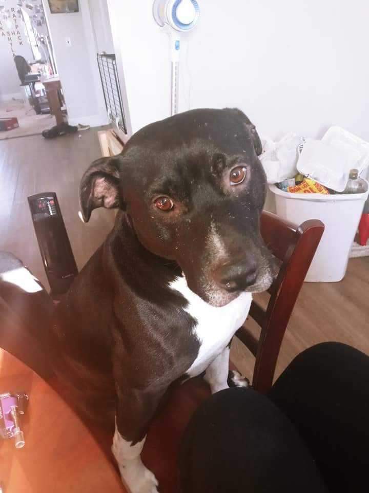 Pet FBI Report ID 617709 For A LOST DOG PetFBI Pets Found By pet-fbi-report-id-617709-for-a-lost-dog-petfbi-pets-found-by