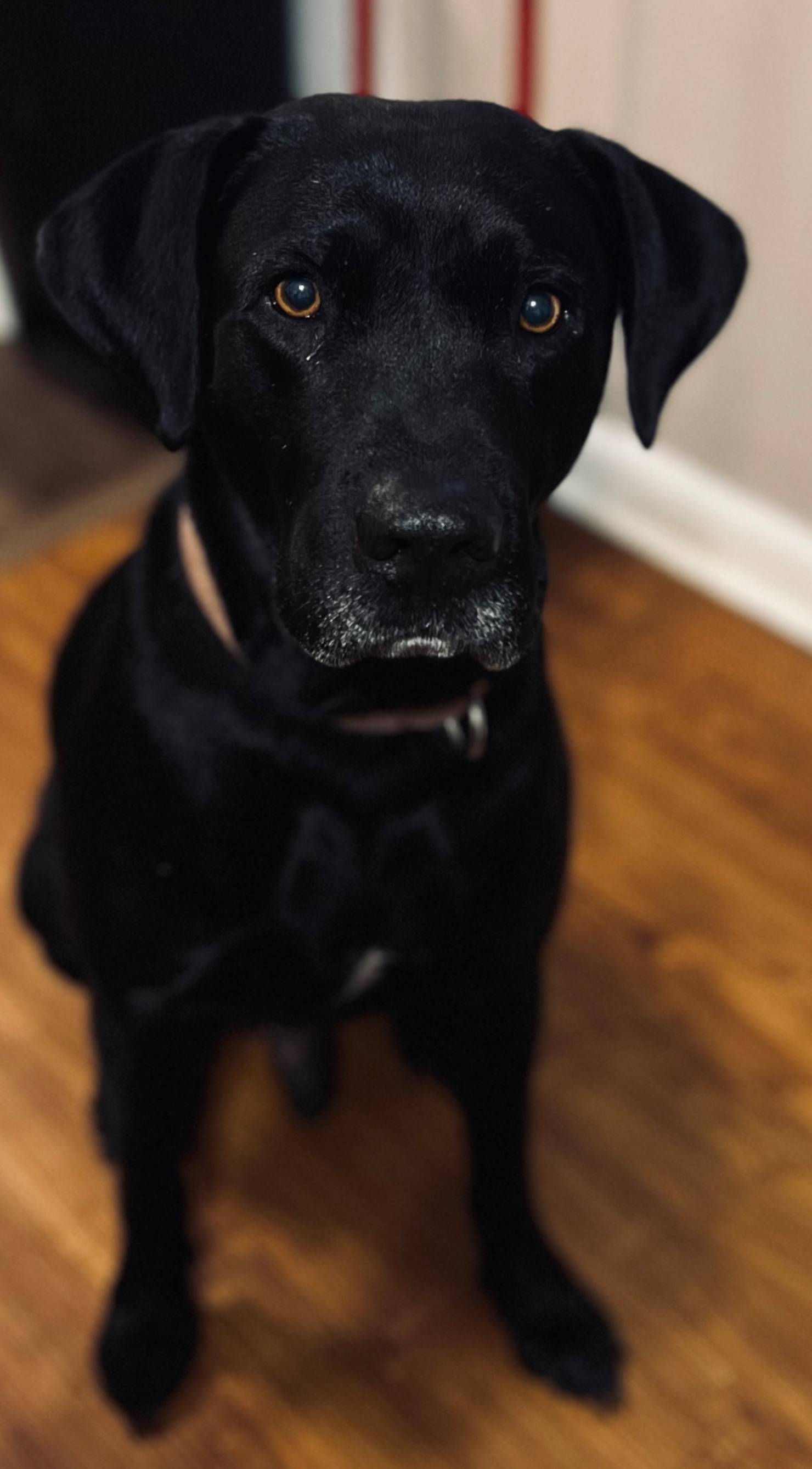 Pet FBI Report ID 618780 For A LOST DOG PetFBI Pets Found By pet-fbi-report-id-618780-for-a-lost-dog-petfbi-pets-found-by
