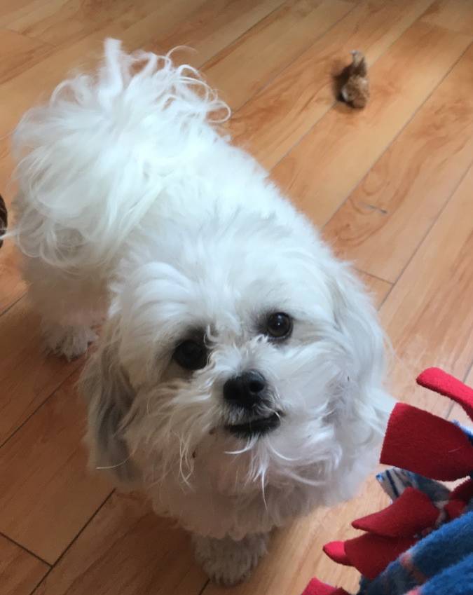 pet-fbi-report-id-621805-for-a-lost-dog-petfbi-pets-found-by