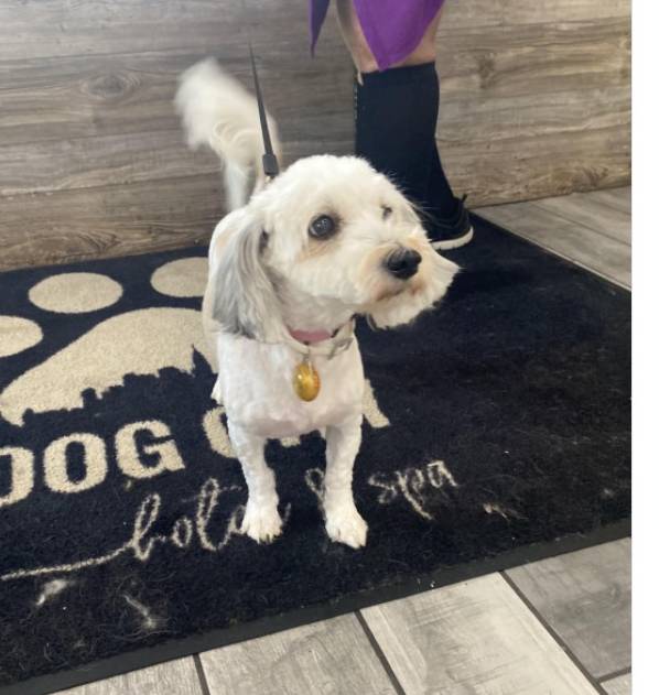 pet-fbi-report-id-627182-for-a-lost-dog-petfbi-pets-found-by