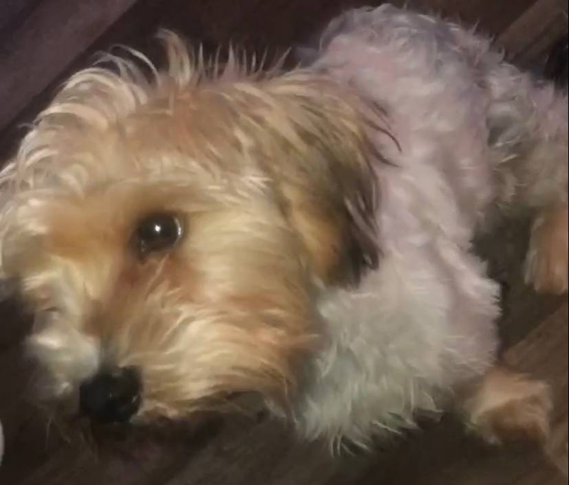 Pet FBI Report ID 634786 For A LOST DOG Pet FBI Pets Found By Internet pet-fbi-report-id-634786-for-a-lost-dog-pet-fbi-pets-found-by-internet