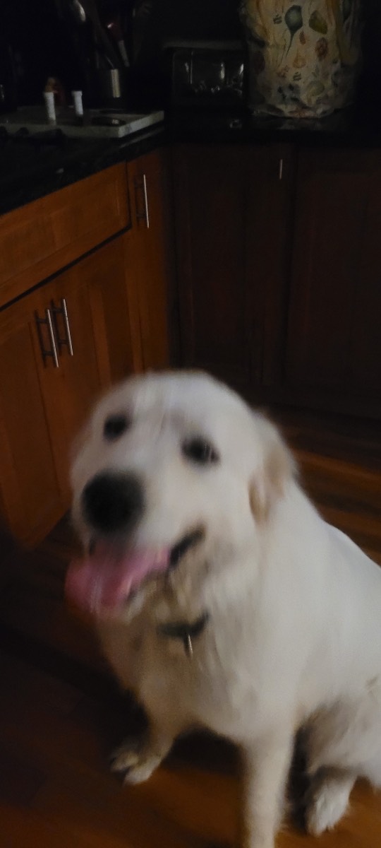 Pet FBI Report ID 644009 For A LOST DOG Pet FBI Pets Found By Internet pet-fbi-report-id-644009-for-a-lost-dog-pet-fbi-pets-found-by-internet