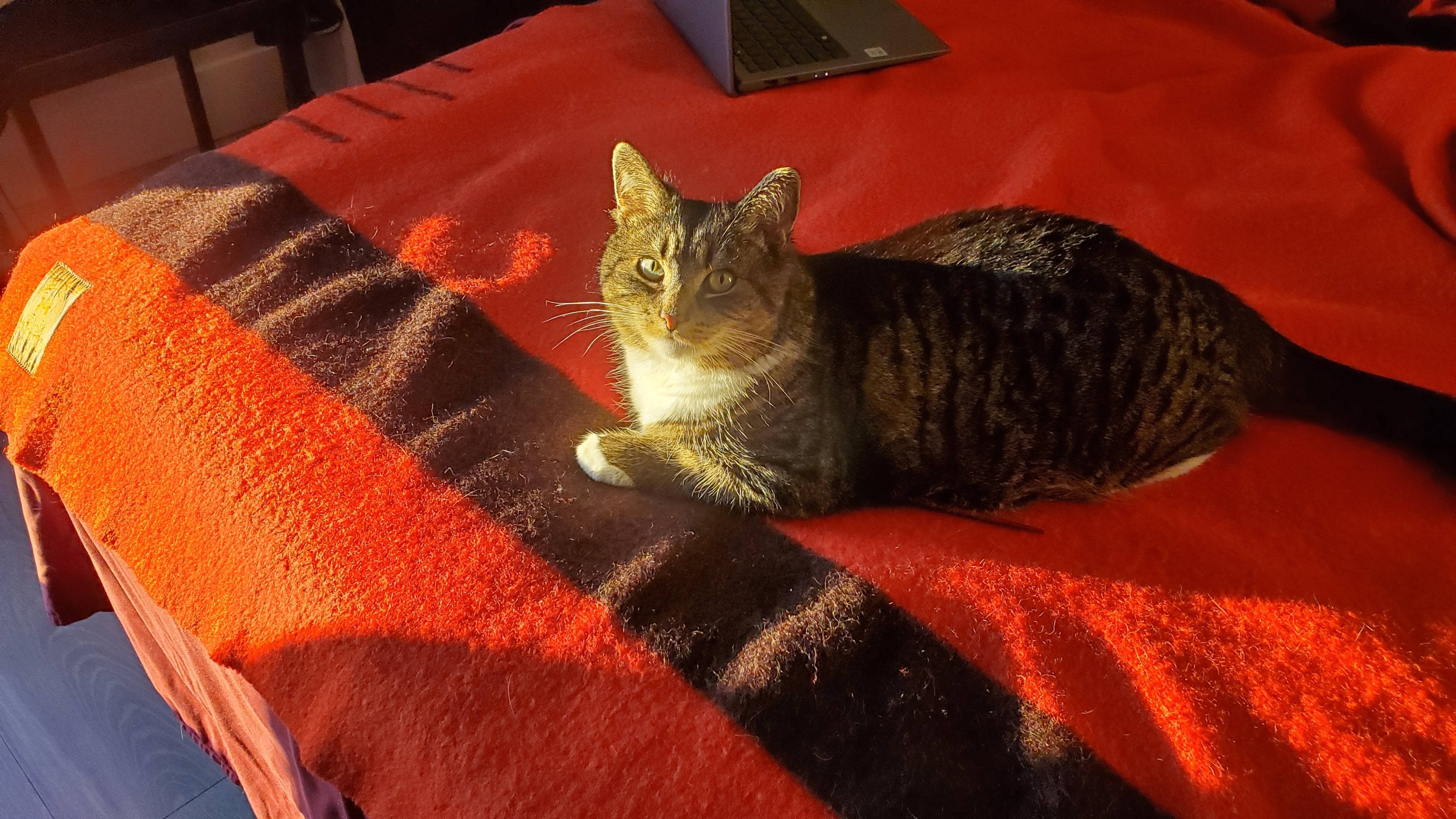 Pet FBI Report ID 663495 for a LOST CAT Pet FBI Pets Found By