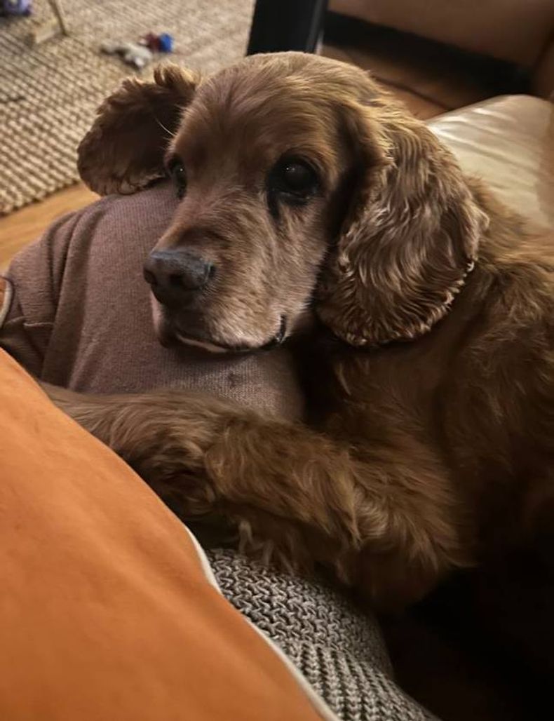Pet FBI Report ID #694687 for a LOST DOG | Pet FBI Pets Found By Internet