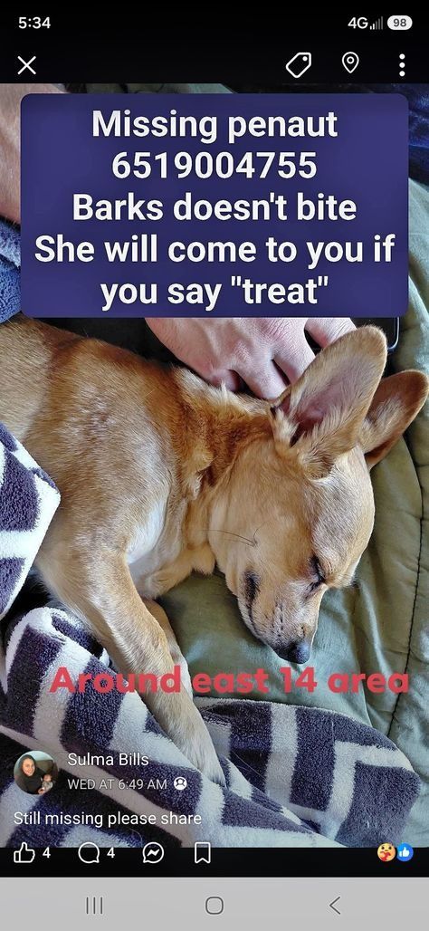 Pet FBI Report ID #807692 for a LOST DOG | Pet FBI Pets Found By Internet