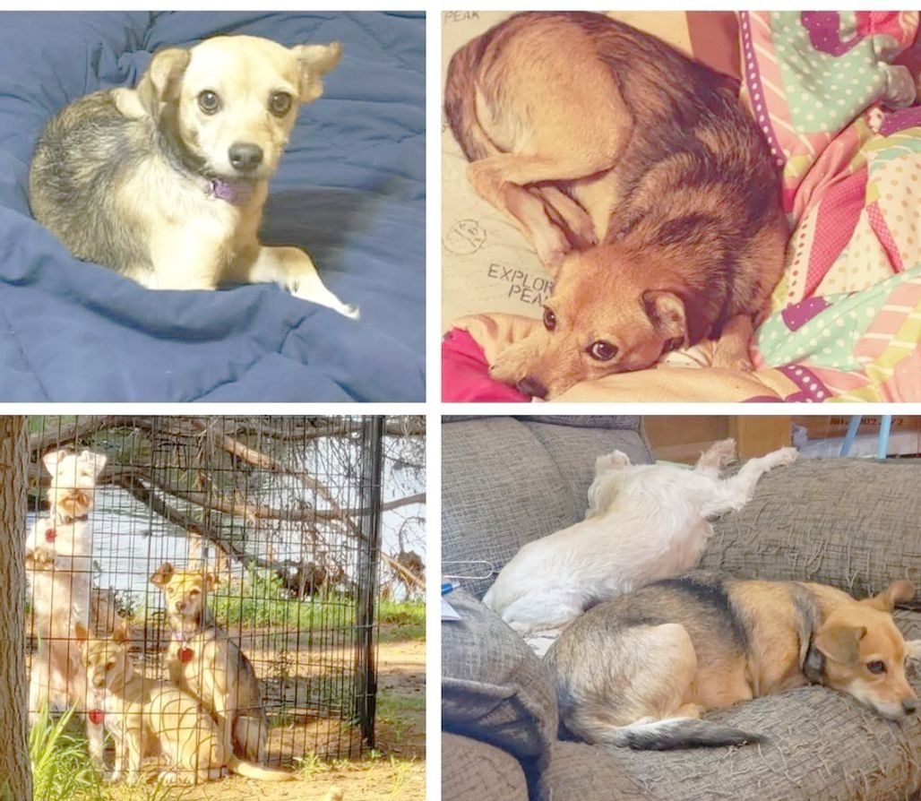 Pet FBI Report ID #812594 for a LOST DOG | Pet FBI Pets Found By Internet