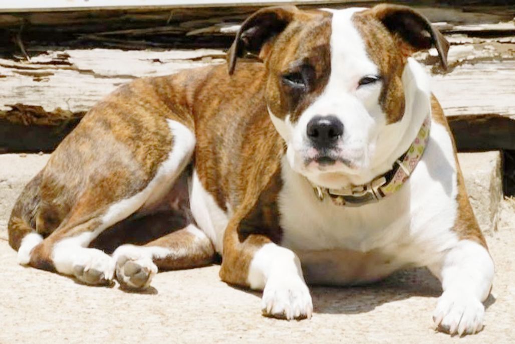Pet FBI Report ID #814740 for a LOST DOG | Pet FBI Pets Found By Internet
