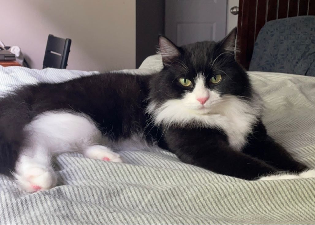 Gunther & Loki