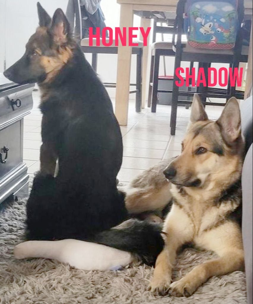 Pet FBI Report ID #819914 for a LOST DOG | Pet FBI Pets Found By Internet