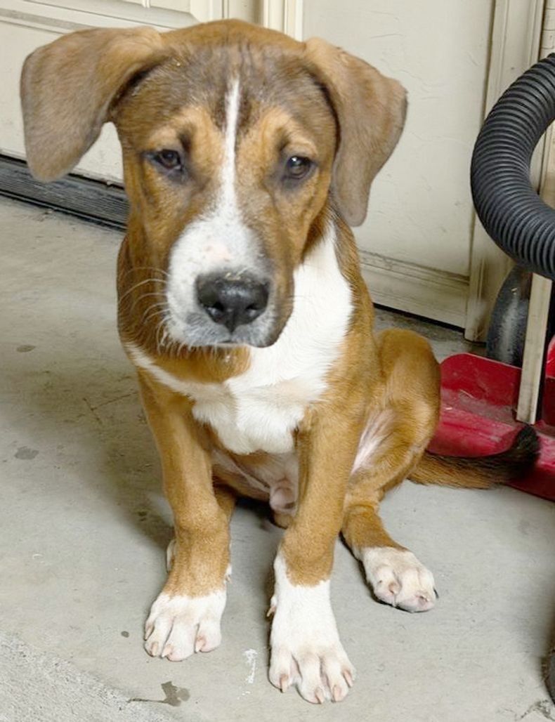 Pet FBI Report ID #822957 for a FOUND DOG | Pet FBI Pets Found By Internet